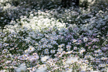 Korean chrysanthemum flowers of autumn
