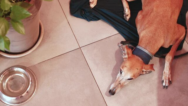 Member of the genus Canis. Origin of the domestic dog. Dog's genetic divergence from the wolf, domestication and development into types and breeds, the only large carnivore to have been domesticated.