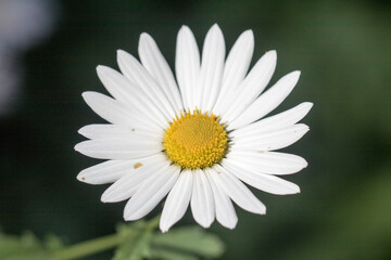 Korean chrysanthemum flowers of autumn
