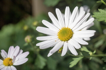 Fototapeta premium Korean chrysanthemum flowers of autumn 