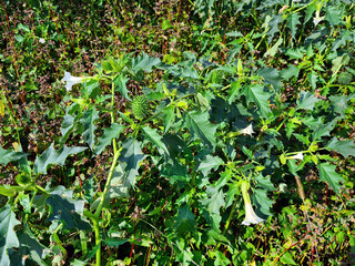 Botany, Thorn Apple