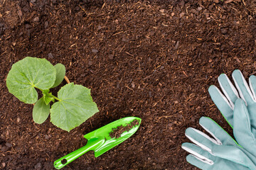 Woman planting young seedlings of lettuce salad in the vegetable garden