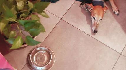 The dog lies next to a bowl of water indoors. Place for text. Canine healthcare issues and tips. Life-threatening bacteria thrives in pets' water bowls.