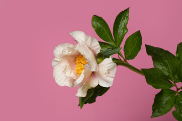 Delicate peony flower isolated on pink background.