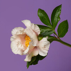 Delicate peony flower isolated on purple background.