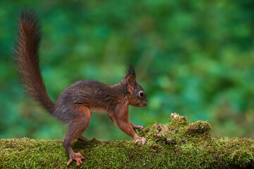 Red squirrel ,,Sciurus vulgaris,, in deep danube forest in summer, Slovakia, Europe