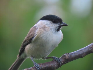 Marsh tit (Poecile palustris) perching on a beautiful tree branch. Beautiful marsh tit standing towards the edge of a tree branch, with beautiful blurry clear light and dark natural green background.