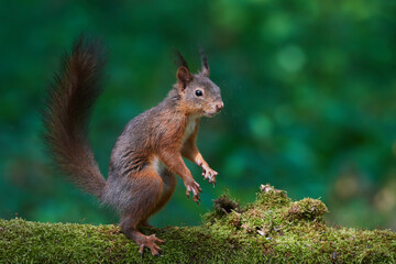 Red squirrel ,,Sciurus vulgaris,, in deep danube forest in summer, Slovakia, Europe