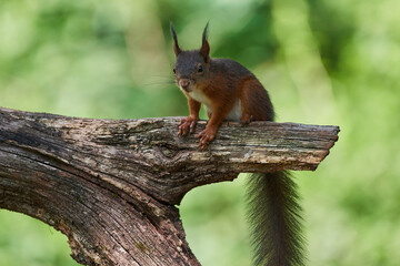 Naklejka na ściany i meble Red squirrel ,,Sciurus vulgaris,, in deep danube forest in summer, Slovakia, Europe