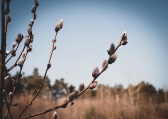 buds of a willow
