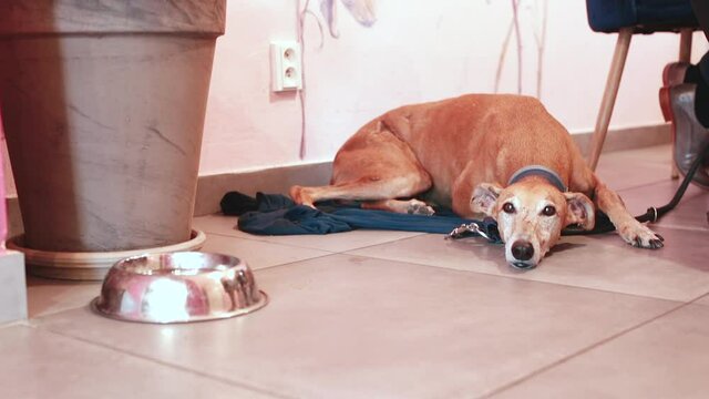 The dog is waiting for the procedure in the vet clinic. Sterilization of animals to eliminate the ability to procreate. Neutering reduces problems caused by hypersexuality in male dogs.