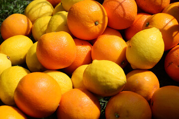 Lemon and oranges