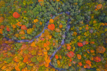 Drone view of colorful tree tops, Lithuania