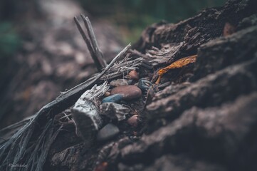 dragonfly on a tree