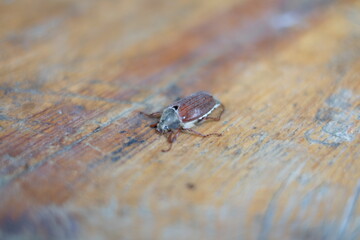 käfer holz