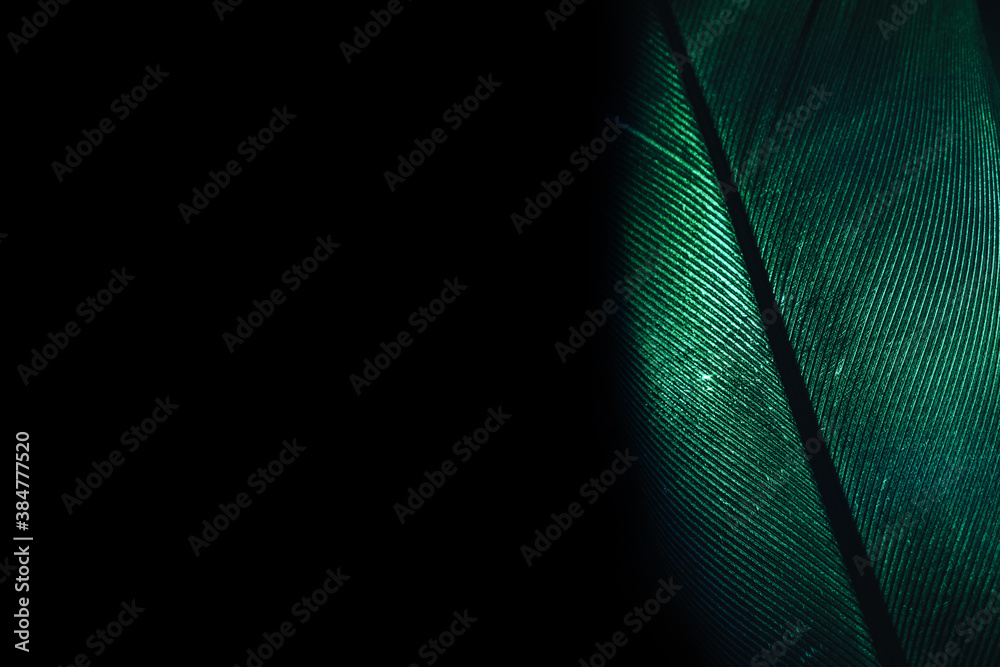 Poster Close up Beautiful GREEN Bird feather background pattern texture for design. Macro photography view..
