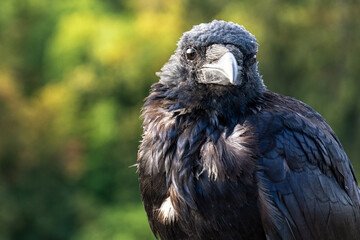 Portrait of a black raven