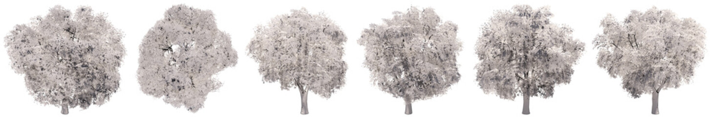 Set or collection of drawings of Elm trees isolated on white background . Concept or conceptual 3d illustration for nature, ecology and conservation, strength and endurance, force and life