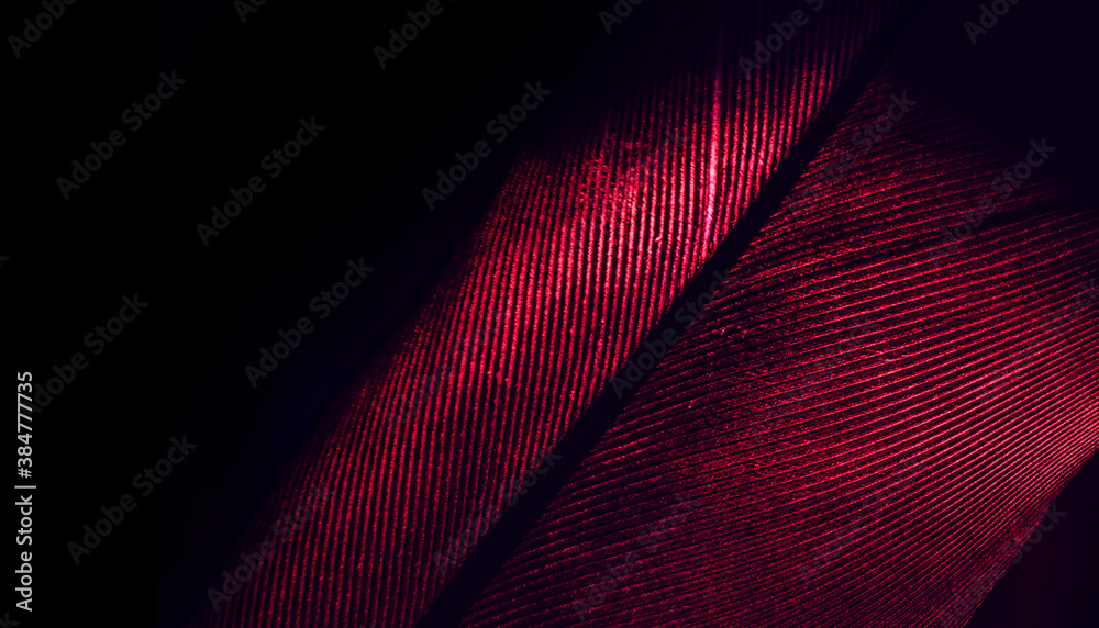 Poster Close up Beautiful RED Bird feather background pattern texture for design. Macro photography view..