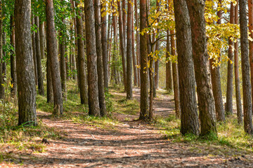 Fototapeta premium A path in the forest.
