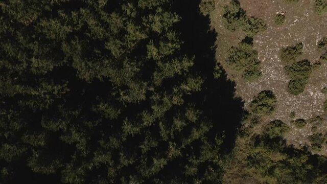 Top down view mixed forest, woodland aerial.
