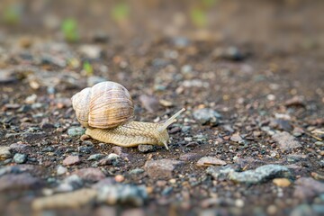 Snail crawling on ground after rain.