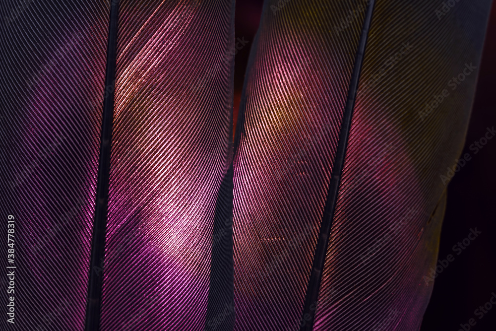 Poster Bird red feather. Beautiful background texture pattern for design. Macro photography view..