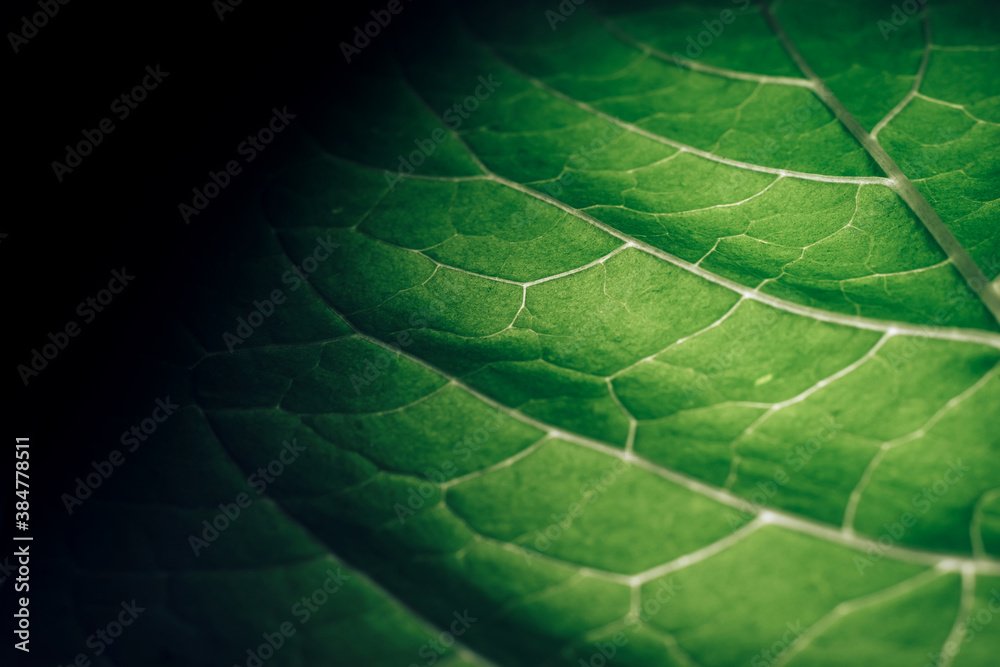Poster Beautiful leaf on a black pattern background texture for design. Macro photography view...