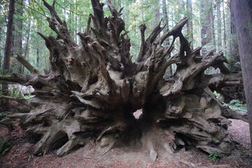 Huge tree trunk fallen by the road