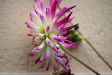 Dalia Pinnata