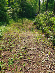 Obraz premium closeup of the worn-down footpath at Baldt Mountain Hiking Trail, Duck Mountain Provincial Park, Manitoba, Canada