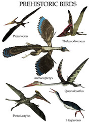 Set of prehistoric birds isolated in white background - 3D render