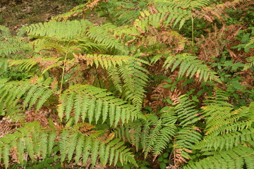 green ferns in a forest