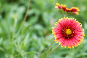 Chrysanthemums by the road