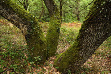 forest of oak trees in autumn season