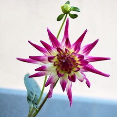Dalia Pinnata