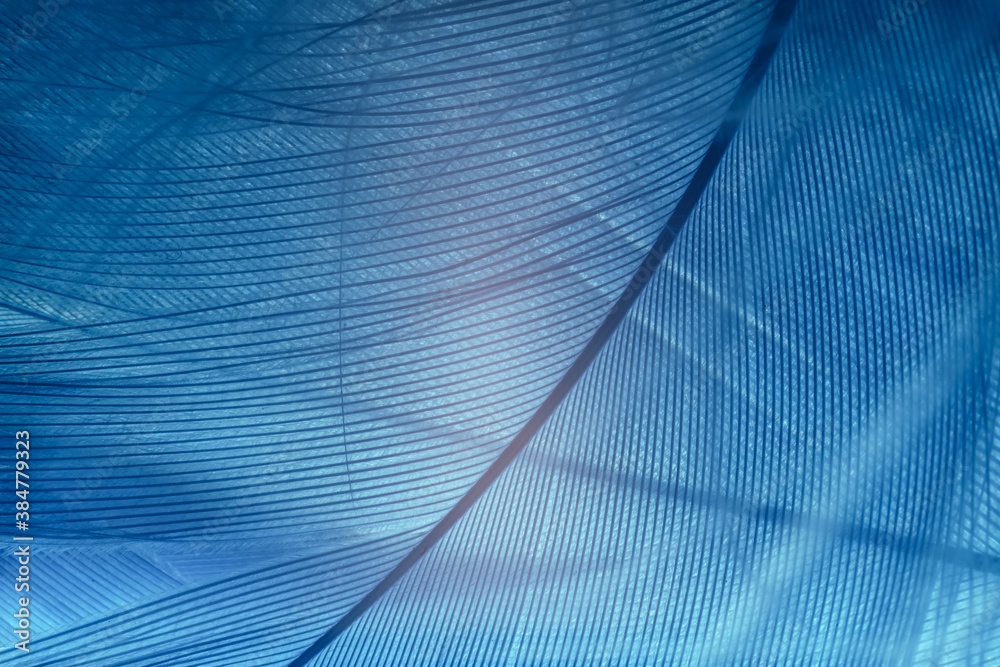 Poster Beautiful Blue trends feather pattern texture background. Macro photography view..