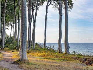 Küstenwald bei Heiligendamm, Ostsee