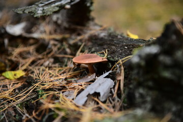 Mushroom in the autumn forest macro