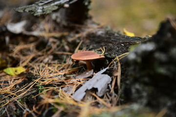 CEPS in panama lying on firewood's in the autumn forest