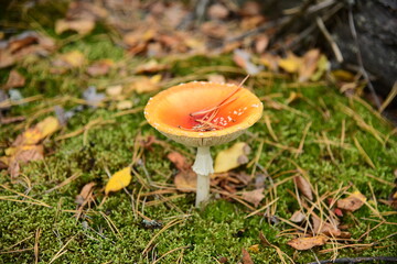 Mushroom red fly-agaric in the autumn forest macro