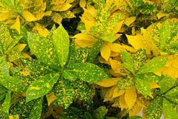 Spotted green and yellow Croton leaves © Kavik
