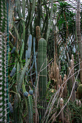cactus addiction © Marianna
