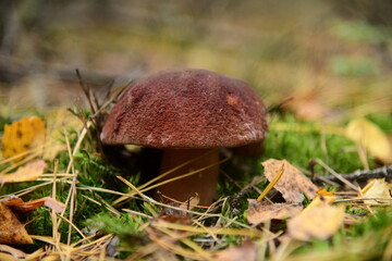 Boletus edulis in the autumn forest macro