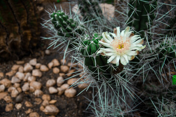 poznański zielnik  © Marianna