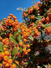 Orange fruit by the road 2