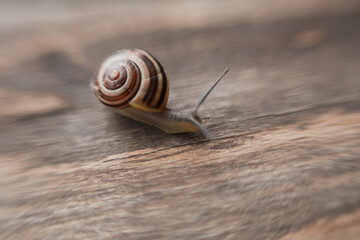 Helix pomatia on wooden background, Garden small Snail animal life in nature. Selective focus.