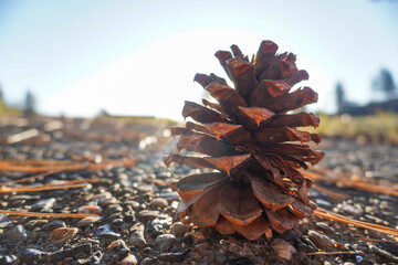 Fototapeta premium Pine cone balls on the ground 2