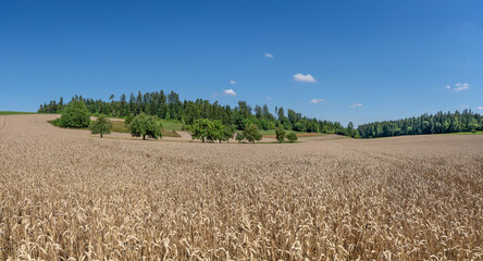 Obraz premium Reifes braunes Weizen Getreidefeld in hügeliger ländlicher Landschaft mit Bäumen, Wald und blauem Himmel