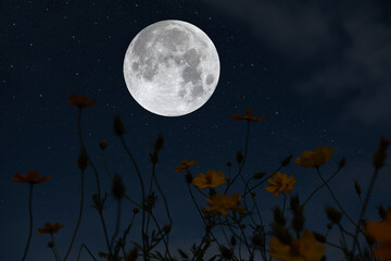 Full moon over cosmos flowers garden at night.